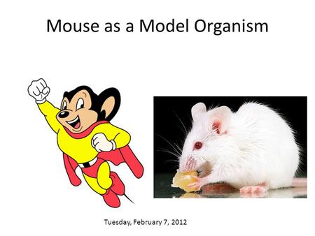 Mouse as a Model Organism Tuesday, February 7, 2012.