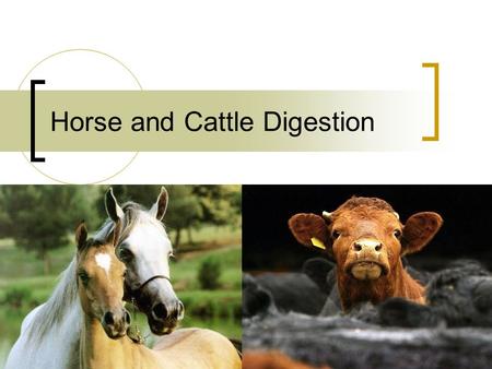 Horse and Cattle Digestion. Horse oddities Unable to vomit Lack a gallbladder Stomach  Esophageal region of stomach- nonglandular  Margo plicatus.