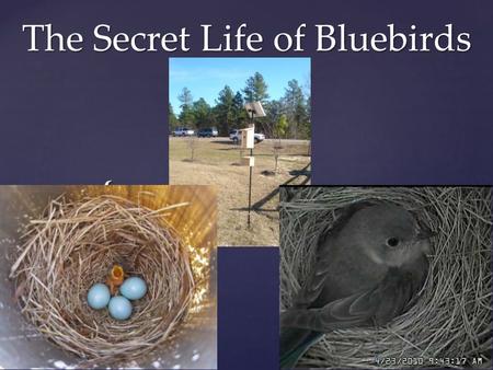 { The Secret Life of Bluebirds. Different birds build different kinds of nests Some are BIG. The bald eagle’s nest can be more than 6 feet across- big.