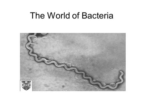 The World of Bacteria. What does a bacterium look like? Internal Structures: cytoplasm nucleoid ribosomes Boundaries: cell membrane cell wall capsule.