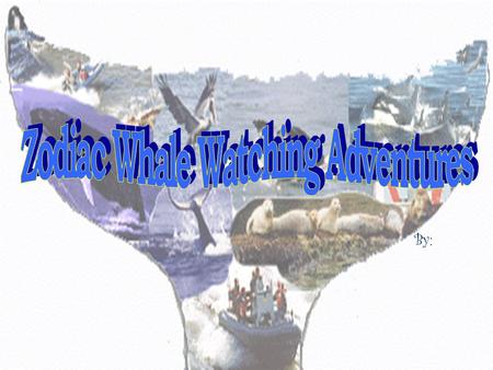 By:.  Started in 1997 by Jim Sinnott.  His partner, Al Vanderford officially joined Zodiac Adventures this year.  Located in Depoe Bay, OR – “The Whale.