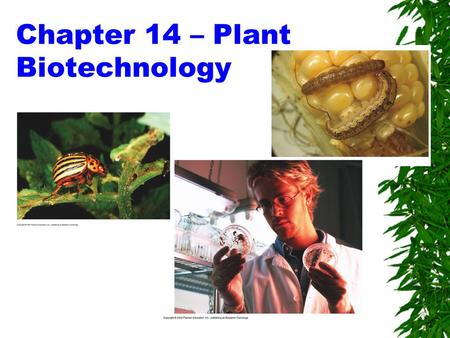Chapter 14 – Plant Biotechnology