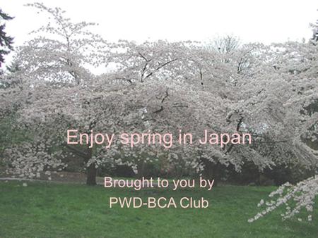 Enjoy spring in Japan Brought to you by PWD-BCA Club.