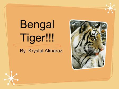 By: Krystal Almaraz Bengal Tiger!!!. Appearance!!! The Bengal Tiger is one of the largest cats in the world. The males may reach lengths of 3 meters from.
