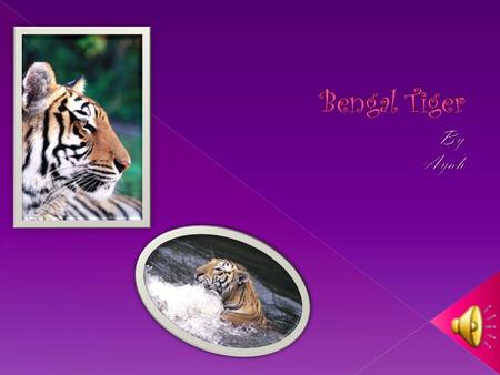  Tigers mostly feed on deer  Tigers are carnivores.