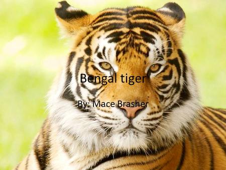 Bengal tiger By: Mace Brasher. Bengal tiger my animal is the The Bengal tiger is the most numerous tiger subspecies. Its populations have been estimated.