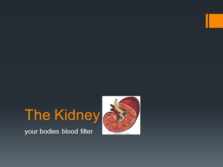 The Kidney your bodies blood filter. The Kidney  Ultrafiltration: filter the blood plasma through the glomerulus and fenestrated capillaries  Increase.