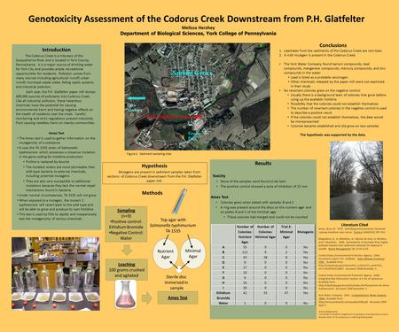 Genotoxicity Assessment of the Codorus Creek Downstream from P.H. Glatfelter Melissa Hershey Department of Biological Sciences, York College of Pennsylvania.
