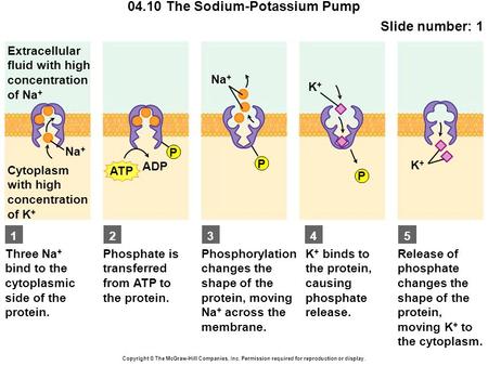 04.10 The Sodium-Potassium Pump