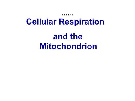 Cellular Respiration and the Mitochondrion ……. Nearly all the cells in our body break down sugars for ATP production CELLULAR RESPIRATION Introduction.