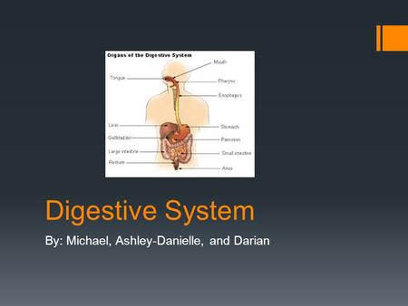 Digestive System By: Michael, Ashley-Danielle, and Darian.