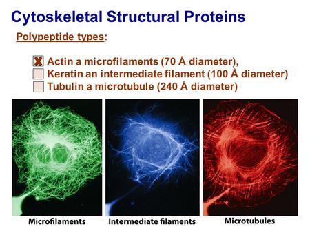 Cytoskeletal Structural Proteins