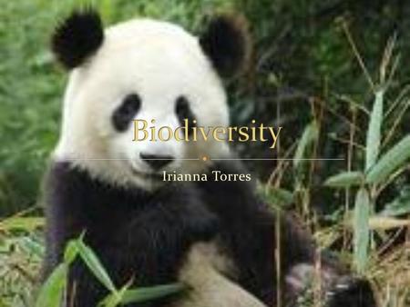 Irianna Torres. An organism that is endangered is the giant panda there are around 1,500 giant pandas on earth. A female panda has around 1 or 2 cubs.
