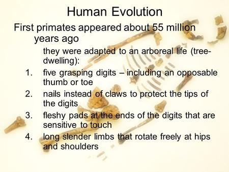 Human Evolution First primates appeared about 55 million years ago