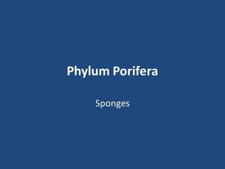 Phylum Porifera Sponges Porifera “paw-rif-er-uh” Cnidarians.