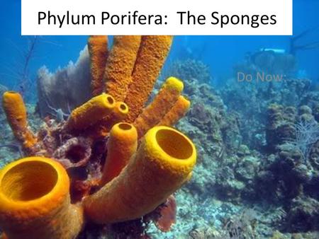 Phylum Porifera: The Sponges