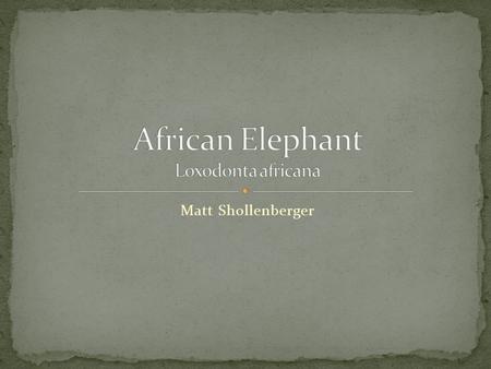 Matt Shollenberger. African elephants are the largest land animals on Earth. They eat roots, grasses, fruit, and bark. An adult can consume 300 pounds.