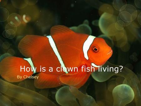 How is a clown fish living? By Chelsey. Energy  Living things require energy to live, the clown fish obtains it’s energy from eating plankton and barnacles.