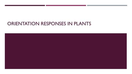 ORIENTATION RESPONSES IN PLANTS.  Plants are autotrophs – making food from photosynthesis.  Apart from reproductive organs (flowers) plant structure.