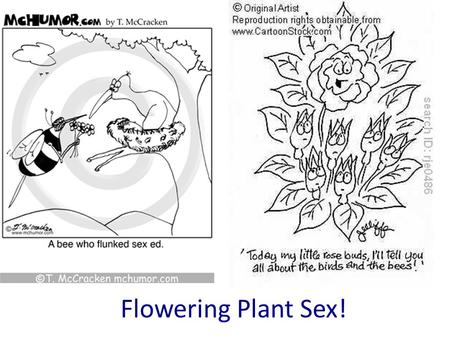 Flowering Plant Sex!. Petals Stigma Anther Filament Ovary Sepals Ovules Nectaries Style Label your diagram on your worksheet Carpel female parts Stamen.