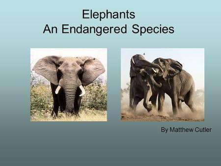 Elephants An Endangered Species By Matthew Cutler.