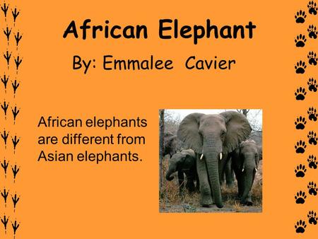 African Elephant By: Emmalee Cavier