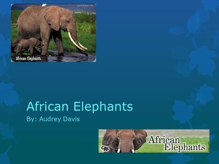 By: Audrey Davis African Elephants. Characteristics Of African Elephants  The weight of an African elephant is 4,000-7,000 pounds. African elephants.
