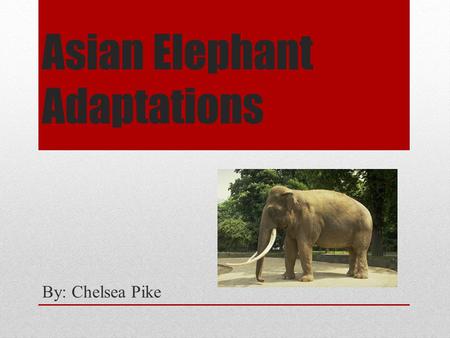 Asian Elephant Adaptations