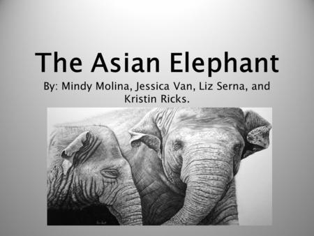 Common Name: Asian Elephant Latin Name: Elephas maximus Classification: 	 		Kingdom= Animalia 		Phylum= Chordate 		Class= Mammalia 		Order= Proboscidea.