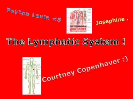Lymphatic System Function (: 1. The function of the Lymphatic System plays a ‘ big part in the immune system ’. The System is like a defense mechanism,