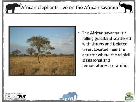 The African savanna is a rolling grassland scattered with shrubs and isolated trees. Located near the equator where the rainfall is seasonal and temperatures.