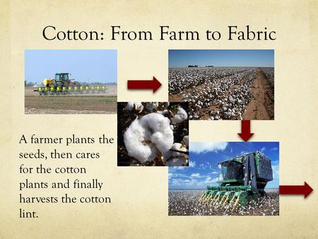 Cotton: From Farm to Fabric A farmer plants the seeds, then cares for the cotton plants and finally harvests the cotton lint.