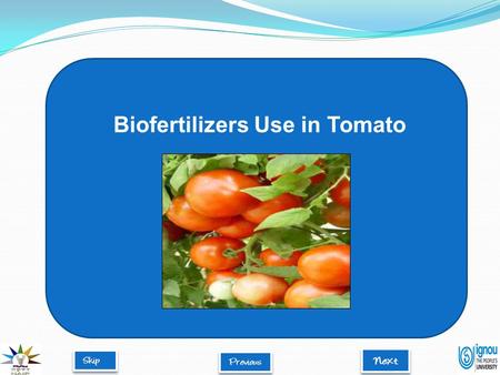 Biofertilizers Use in Tomato