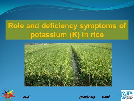 Role and deficiency symptoms of potassium (K) in rice