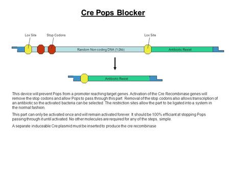 Lox Site Random Non-coding DNA (1-2kb) Stop Codons Antibiotic Resist Cre Pops Blocker This device will prevent Pops from a promoter reaching target genes.