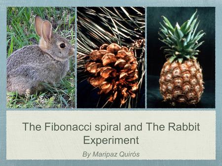 The Fibonacci spiral and The Rabbit Experiment By Maripaz Quirós.