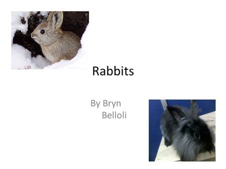 Rabbits By Bryn Belloli. Table of contents Basic Picking your pet 6 essential parts about the rabbit Breeds What they eat Rabbit grooming Glossary.