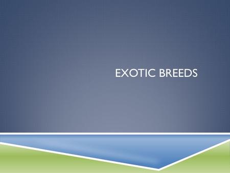 Exotic Breeds.
