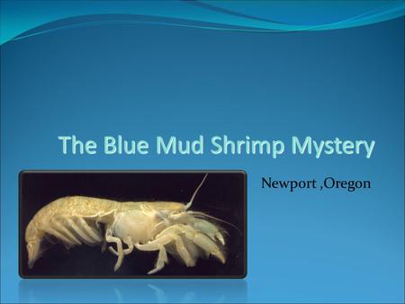 The Blue Mud Shrimp Mystery Newport,Oregon. Upogebia pugettensis Blue Mud Shrimp A native species that lives in the mud flats of estuaries in the Pacific.