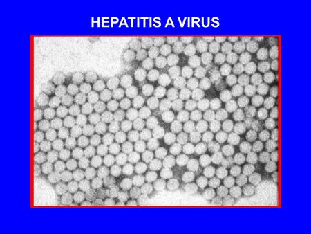 HEPATITIS A VIRUS. 012345678910111213 Week Response Clinical illness ALT IgM IgG HAV in stool Infection Viremia EVENTS IN HEPATITIS A VIRUS INFECTION.