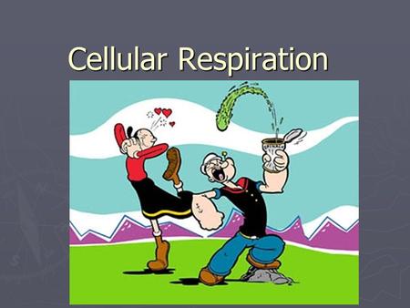 Cellular Respiration. The Chemistry of Respiration energy and mitochondria clip.