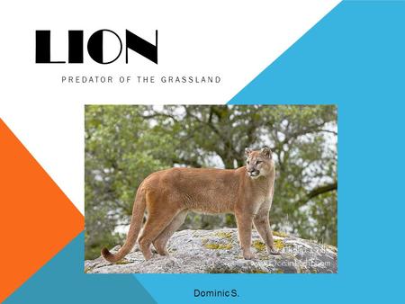 LION PREDATOR OF THE GRASSLAND Dominic S.. INTRODUCTION There scientific name is Panthera Leo They are big cats Very self confident Different from other.