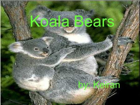 Koala Bears by: Keiran Lives The koala bear lives in Australia in places where there are lots of trees.