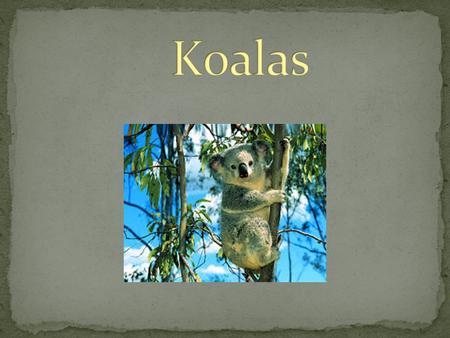 Koalas.