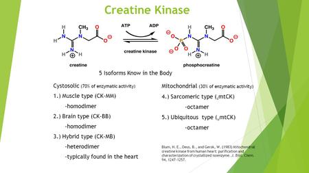 Creatine Kinase Cystosolic (70% of enzymatic activity) 1.) Muscle type (CK-MM) -homodimer 2.) Brain type (CK-BB) -homodimer 3.) Hybrid type (CK-MB) -heterodimer.