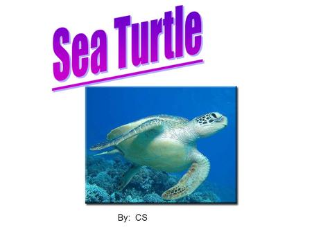 By: CS. Physical Features  Sea Turtles have their insides covered by a hard shell.  The largest Sea Turtle is eight feet long and weighs up to 1, 300.
