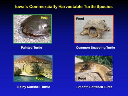 Iowa’s Commercially Harvestable Turtle Species Painted TurtleCommon Snapping Turtle Spiny Softshell Turtle Smooth Softshell Turtle Food Pets.