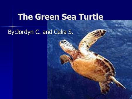 The Green Sea Turtle By:Jordyn C. and Celia S.. Habitat and food Green sea turtles need tropical and sub-tropical beaches and waters to survive. The green.