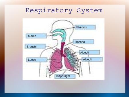 Respiratory System Pharynx Mouth Trachea Bronchi Alveoli Lungs Alveoli