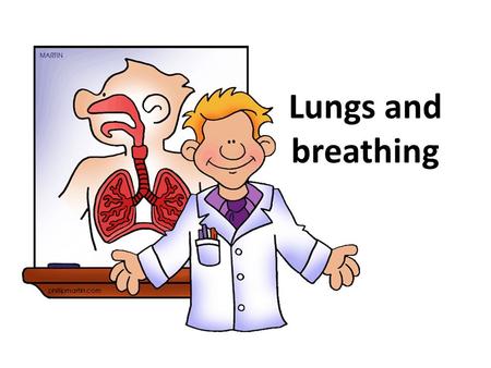 Lungs and breathing.